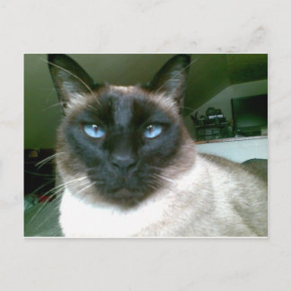 Cartão Postal azul-marinho