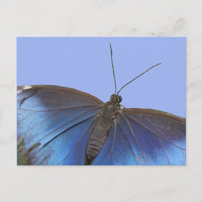 Cartão postal Azul Morpho Borboleta DIY (Frente)