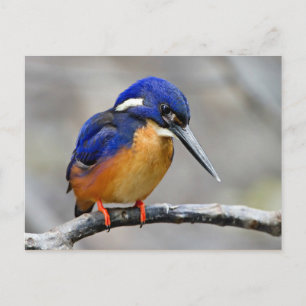 Cartão Postal Azure Kingfisher Bird