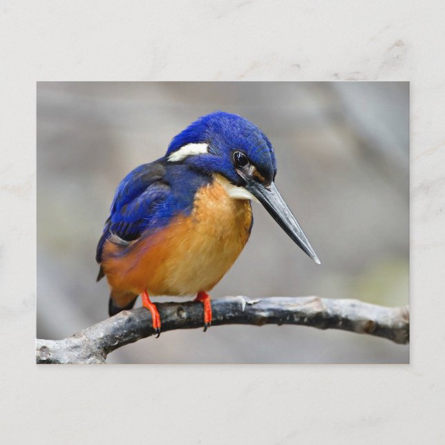 Cartão Postal Azure Kingfisher Bird (Frente)