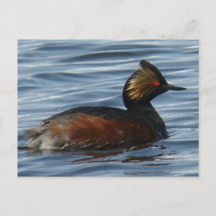 Cartão Postal B13 Eared Grebe