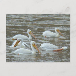 Cartão Postal B16 Pelicanos brancos no Rio Muddy