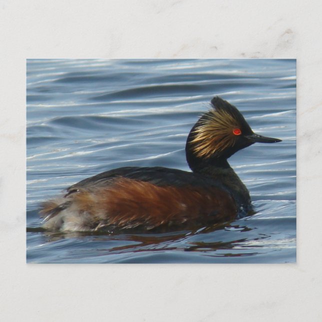 Cartão Postal B1 Eared Grebe (Frente)