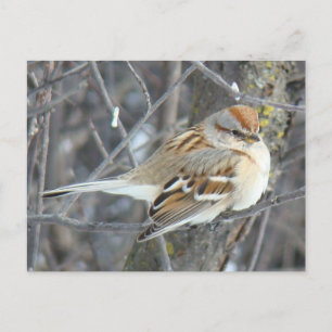 Cartão Postal B24 Cebolinha comum