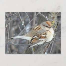 Cartão Postal B24 Cebolinha comum