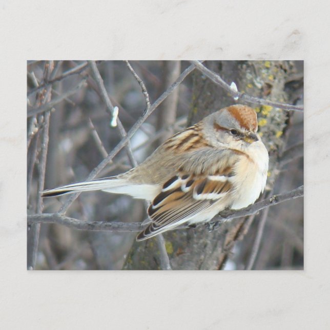 Cartão Postal B24 Cebolinha comum (Frente)