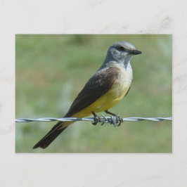 Cartão Postal B31 Tirano-ocidental
