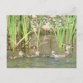 Cartão Postal B34 Mãe Pata e Patinhos