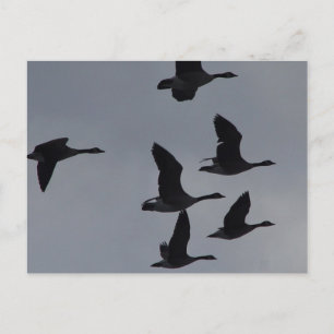 Cartão Postal B46 Gansos Canadianos em Voo