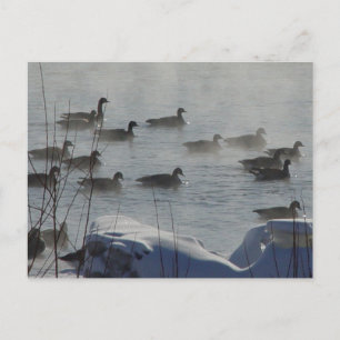 Cartão Postal B49 Gansos canadenses no rio congelado
