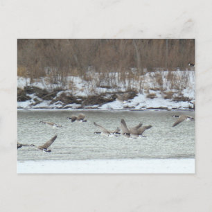 Cartão Postal B7 Gansos Canadianos de Voo