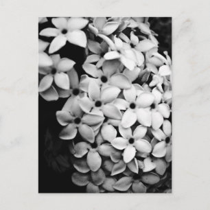 CARTÃO POSTAL B&W