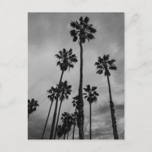 Cartão Postal B&W Los Angeles palms