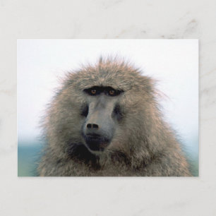 Cartão Postal Baboon