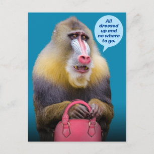 Cartão Postal Baboon Engraçado Todo Vestido - Não Aonde Ir