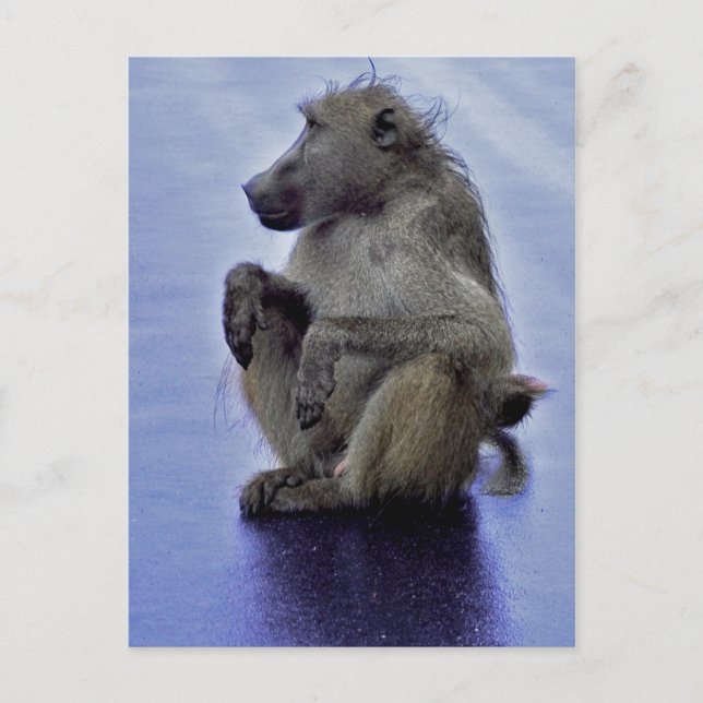 Cartão Postal Baboon Sitting (Frente)