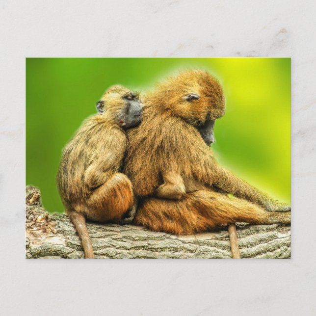 Cartão Postal Babuínos da Guiné (Frente)