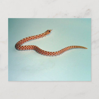 Cartão Postal Baby Albino Hognose Cobra Card