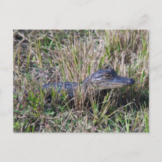 Cartão Postal Baby Alligator Cute Nature Florida