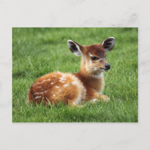Cartão Postal Baby Antelope
