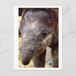 Cartão Postal Baby Asian Elephant_03