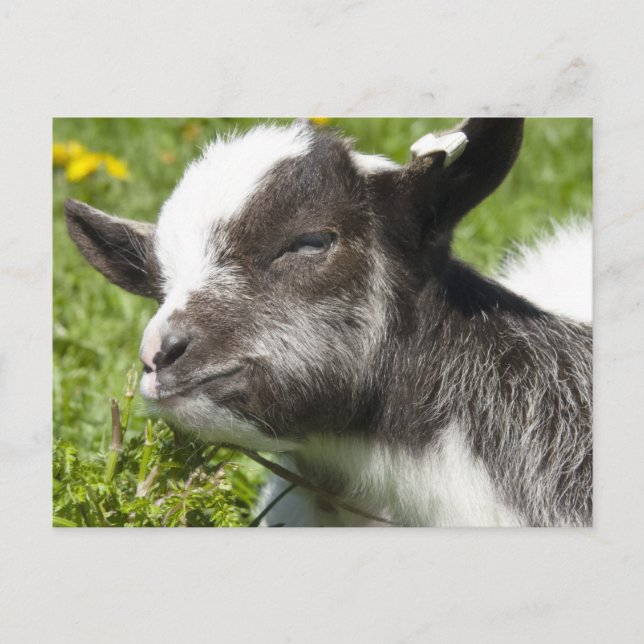 Cartão Postal Baby Bagot Goat | Raros Raros Raça (Frente)