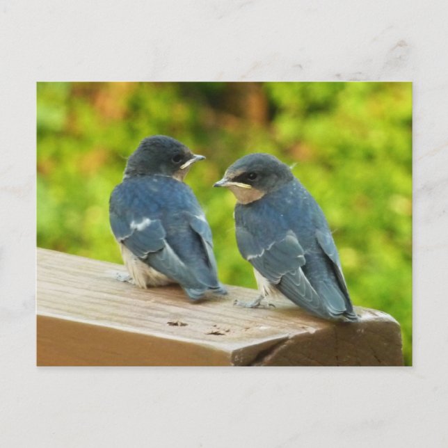 Cartão Postal Baby Barn Swallow Nature Bird Foto (Frente)