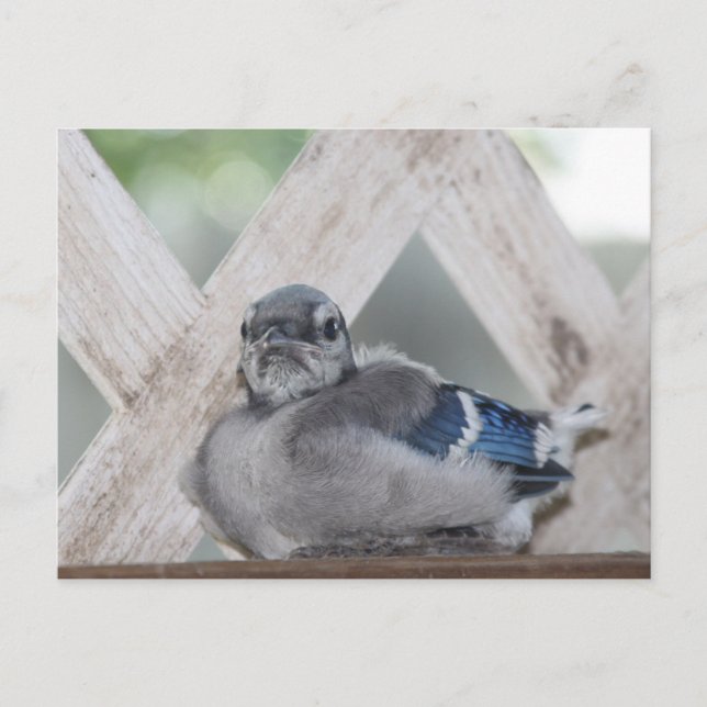 Cartão Postal Baby Blue Jay (Frente)