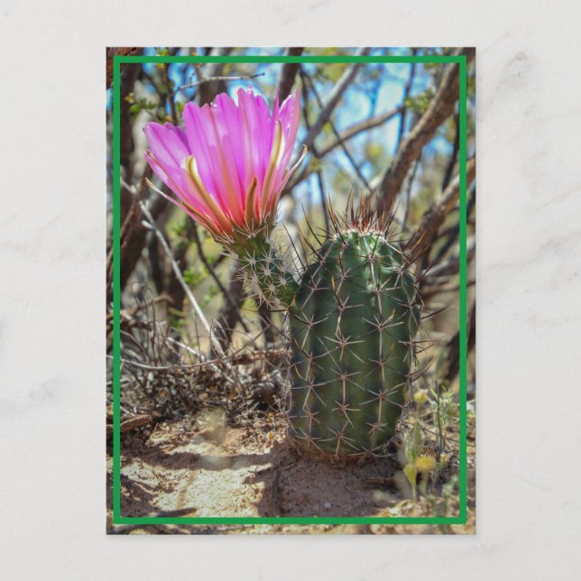 Cartão Postal Baby Cactus (Frente)