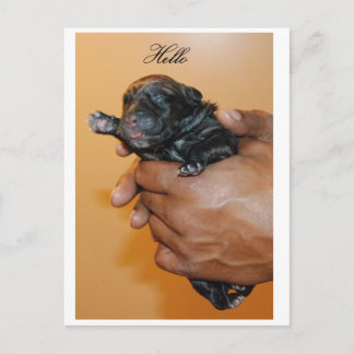 Cartão postal Baby Cane Corso II