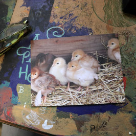 Cartão Postal Baby Chickens pintinhos bonitos fotografia fazenda