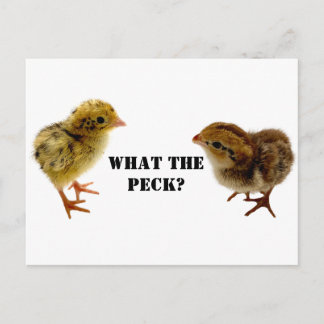 Cartão Postal Baby Coturnix e bobwhite Quail Pintinhos