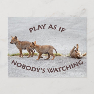 Cartão Postal Baby Coyotes Tocando
