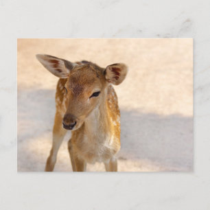 Cartão Postal Baby Deer