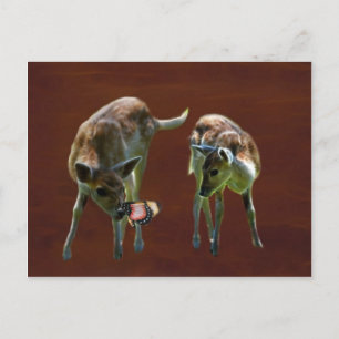 Cartão Postal Baby Deer e borboleta