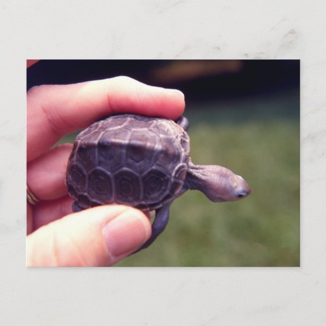 Cartão Postal Baby Diamondback Turtle (Frente)
