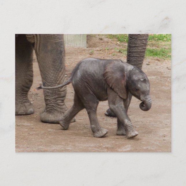 Cartão Postal Baby Elephant (Frente)