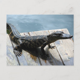Cartão Postal Baby Gator