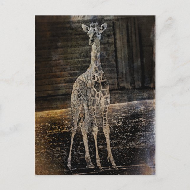 Cartão Postal Baby Giraffe (Frente)