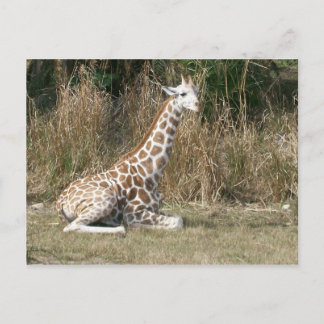 Cartão Postal Baby Giraffe