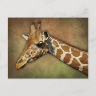 Cartão Postal Baby Giraffe