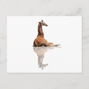 CARTÃO POSTAL BABY GIRAFFE