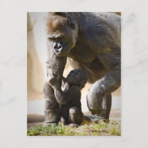 Cartão Postal Baby Gorilla