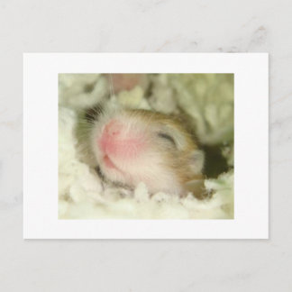 Cartão Postal Baby Hamster