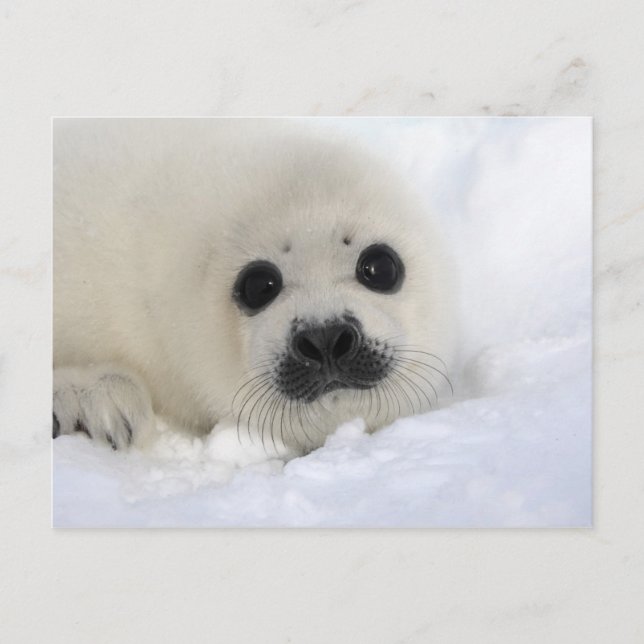 Cartão Postal Baby Harp Seal (Frente)