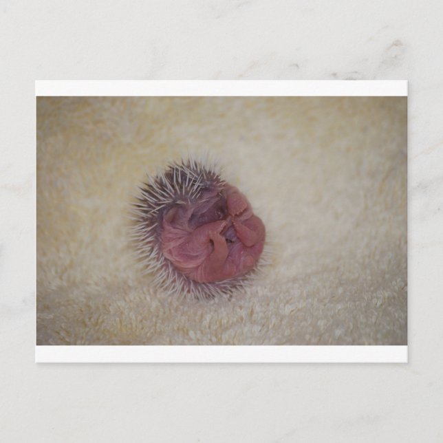 Cartão Postal Baby Hedgehog (Frente)