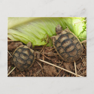 Cartão Postal Baby Hermans Tortoises