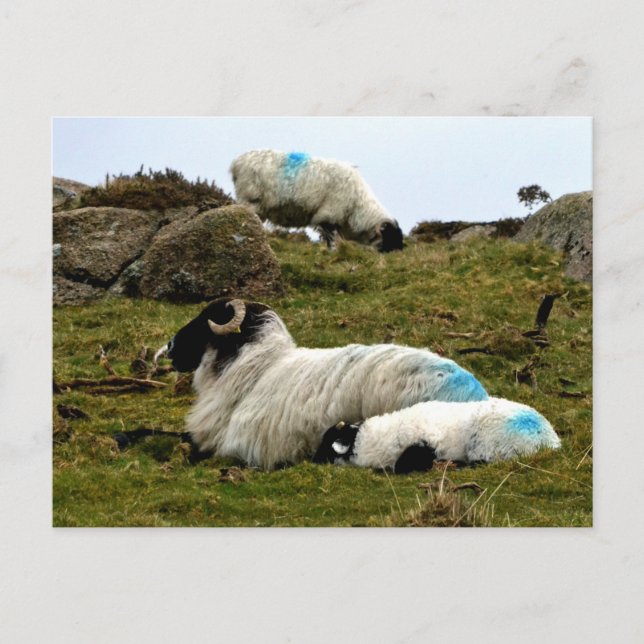 Cartão Postal Baby Lamb Dormindo perto da madeira de Wistman (Frente)