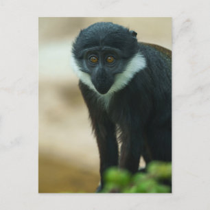 Cartão Postal Baby L'Hoest Monkey Tapeçaria