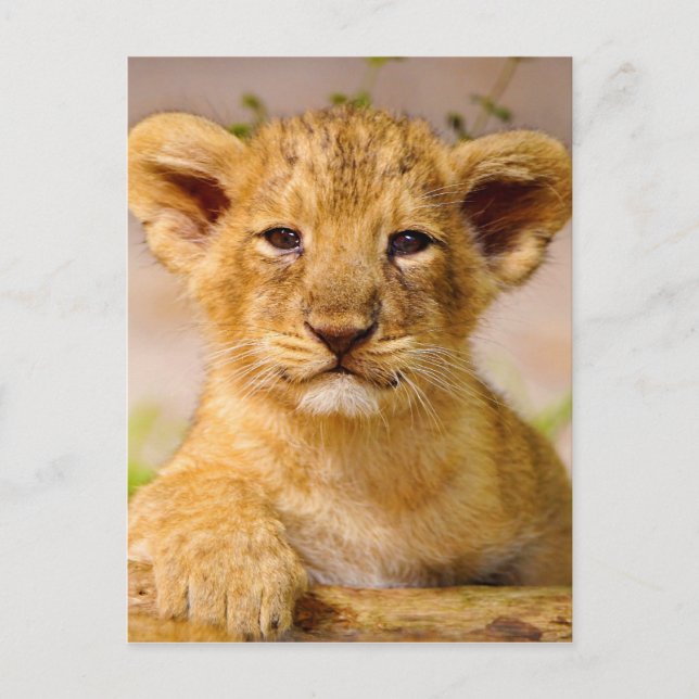 Cartão Postal Baby Lion Cub (Frente)
